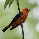 scarlet tanager Wallpaper HD APK