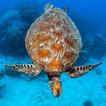 Turtle Wallpaper HD