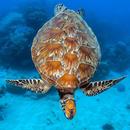Turtle Wallpaper HD APK
