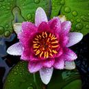 Water Lily Wallpaper HD APK