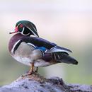 APK Wood Duck Wallpaper HD