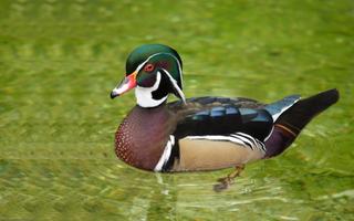 Wood Duck Wallpaper HD poster