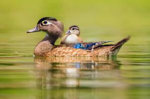 Wood Duck Wallpaper HD screenshot 1