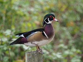 Wood Duck Wallpaper HD screenshot 2