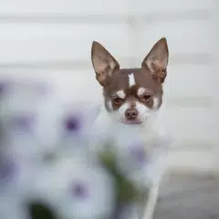 papéis pared cachoro chihuahua