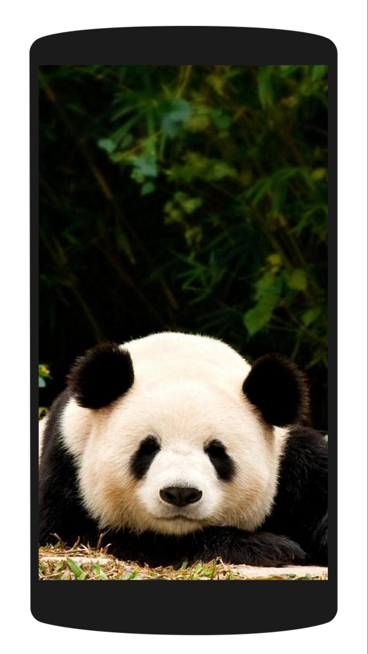 Hd Panda Wallpaper Cute Kawaii For Android Apk Download