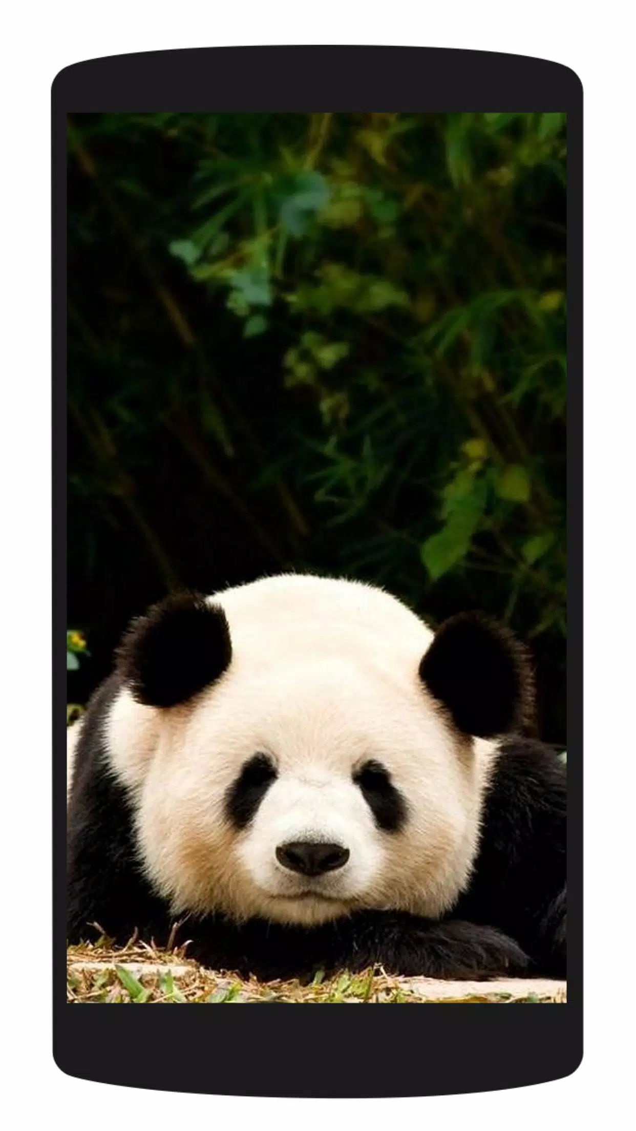 Tải xuống APK Cute Panda Wallpaper HD 4K cho Android Tải xuống APK Cute Panda Wallpaper HD 4K cho Android