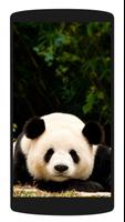 Fond d'écran mignon de panda capture d'écran 3