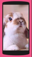 3 Schermata Rabbit Wallpaper 4K