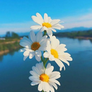 Floral Background Wallpaper aplikacja