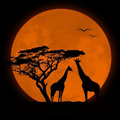 Full Moon Wallpaper HD | 4K