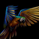 HD Parrot Wallpaper aplikacja