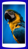 HD Parrot Wallpaper capture d'écran 3
