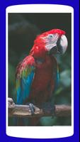 Parrot Wallpaper ภาพหน้าจอ 2