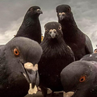Pigeon Wallpaper ไอคอน
