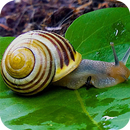 Snail HD Wallpaper APK