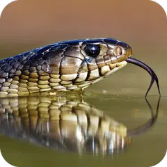 Snake HD Wallpaper