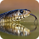 Snake HD Wallpaper APK