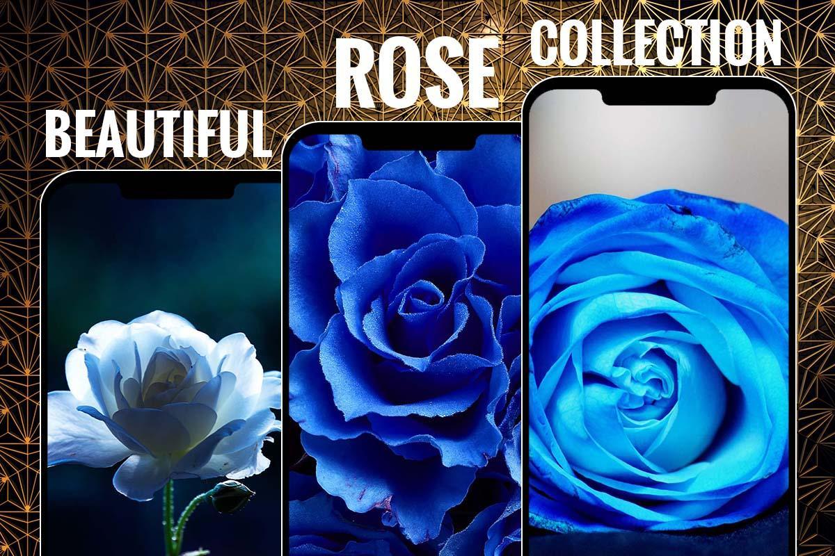 Blue Rose Flower Wallpapers Hd Backgrounds For Android Apk Download