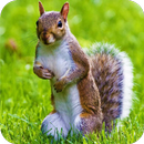 Squirrel HD Wallpaper APK