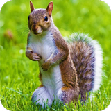 Squirrel HD Wallpaper biểu tượng
