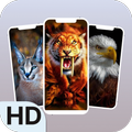 Wild Animal - exotic Wallpaper