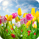 Tulips Flower HD Wallpaper APK