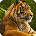 Tiger HD Wallpaper biểu tượng