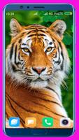 Tiger HD Wallpaper bài đăng