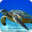 Tortoise HD Wallpaper APK