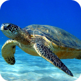 Tortoise HD Wallpaper Zeichen