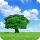 Tree HD Wallpaper APK