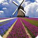 Windmill HD Wallpaper APK