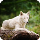 Wolf HD  Wallpaper APK