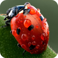 Macro Wallpaper