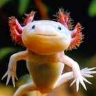 Axolotl Wallpaper icône