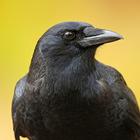 Crow Wallpaper-icoon