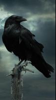 Crow Wallpaper-poster