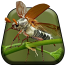 Bug Voler Live Wallpaper APK