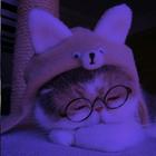 walpapers cute cats ไอคอน