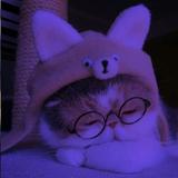 walpapers cute cats 圖標