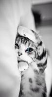 صور قطط كيوت/خلفيات مميزة تصوير الشاشة 1