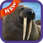 Walrus Wallpaper biểu tượng