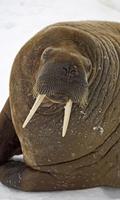 Walrus Wallpaper bài đăng