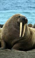 Walrus Wallpaper ảnh chụp màn hình 1