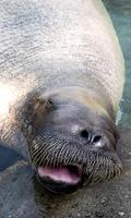 Walrus Wallpaper ảnh chụp màn hình 2