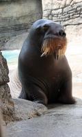 Walrus Wallpaper ảnh chụp màn hình 3