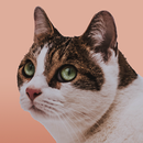 Cat puzzle: kids jigsaw APK