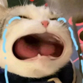 WASticker - Cat Stickers Pack