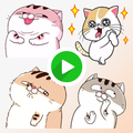 Sticker Kucing Gemoy Bergerak